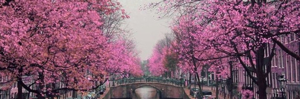 evelingjan's profile banner image