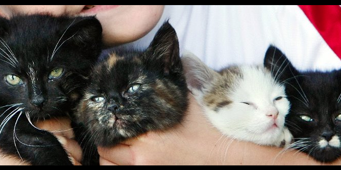 AnimalHospital's profile banner image