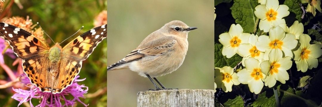 Ellie 🌲🌼🦜 banner