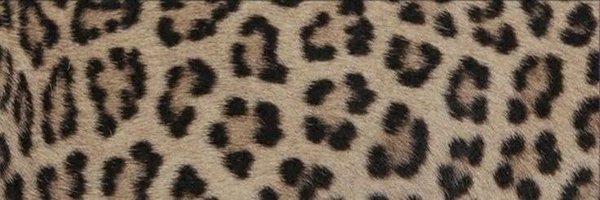 scaraentusiast Profile Banner
