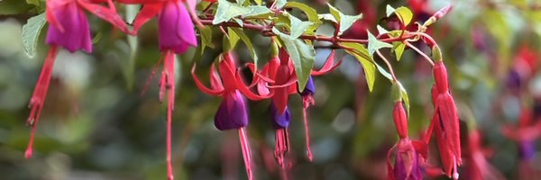 EmmaOrchardB Profile Banner