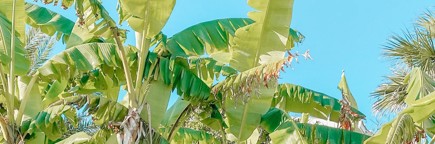 Ivee | UGC Creator banner