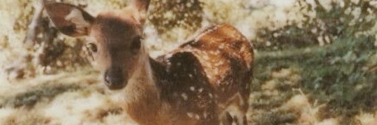 fawny_leaf's profile banner image
