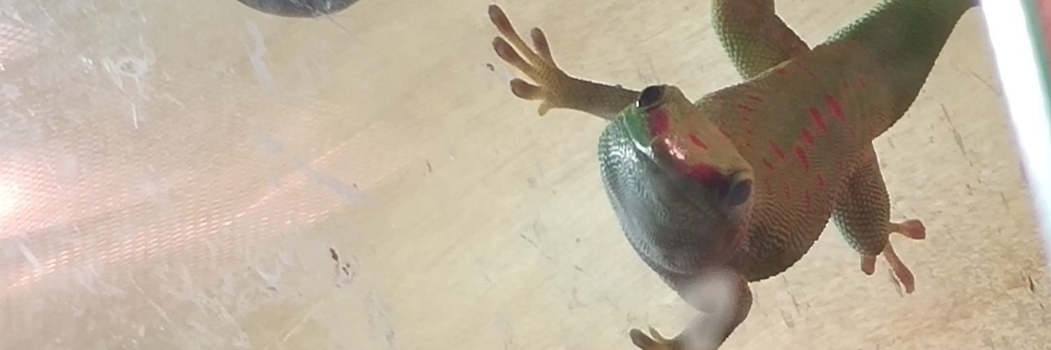 ZooXes's profile banner image