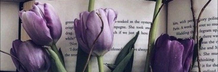 aninha banner