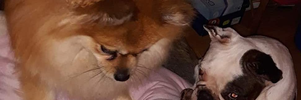 Strompita's profile banner image