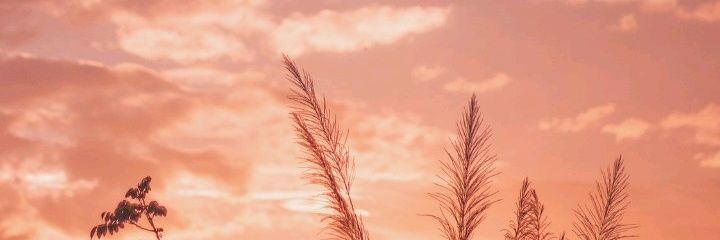 sunflowerkuning's profile banner image