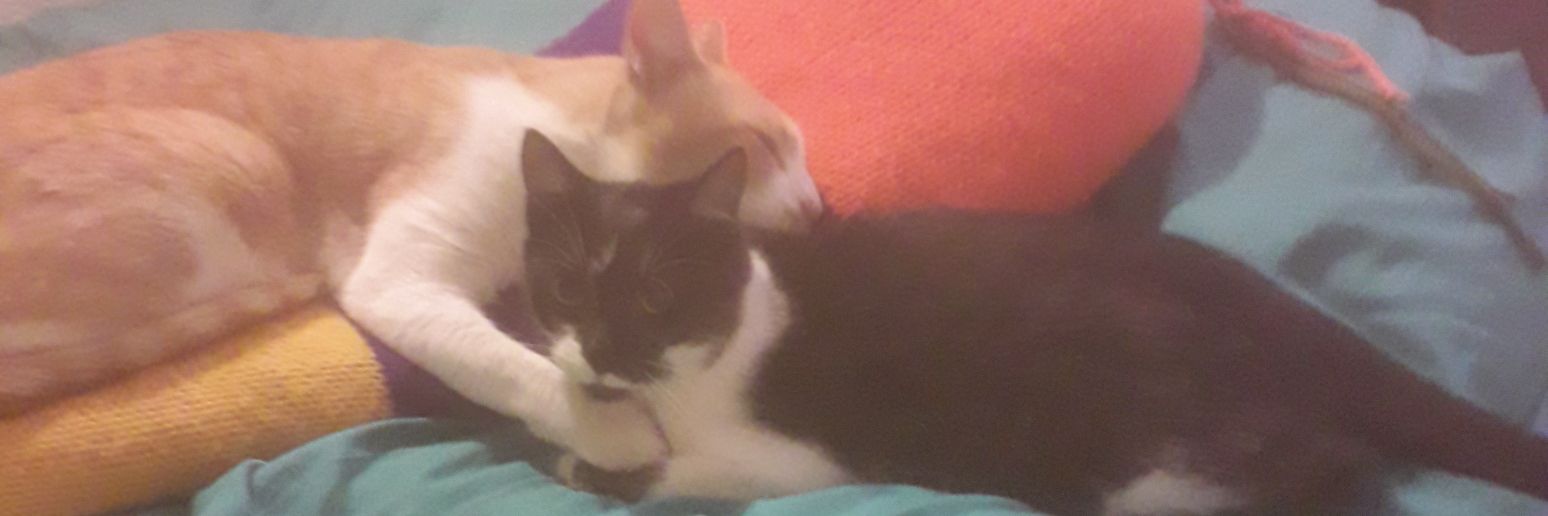 Meliicolombo's profile banner image