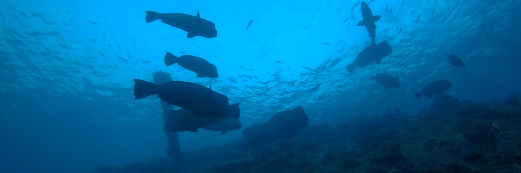 ᴅʀ ᴍɪʀᴄᴇᴀ ᴢʟᴏᴛᴇᴀɴᴜ 🌺🌞🍃 banner