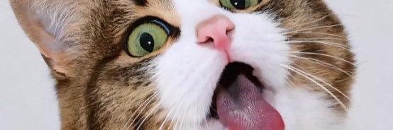 StopLyingDummy's profile banner image