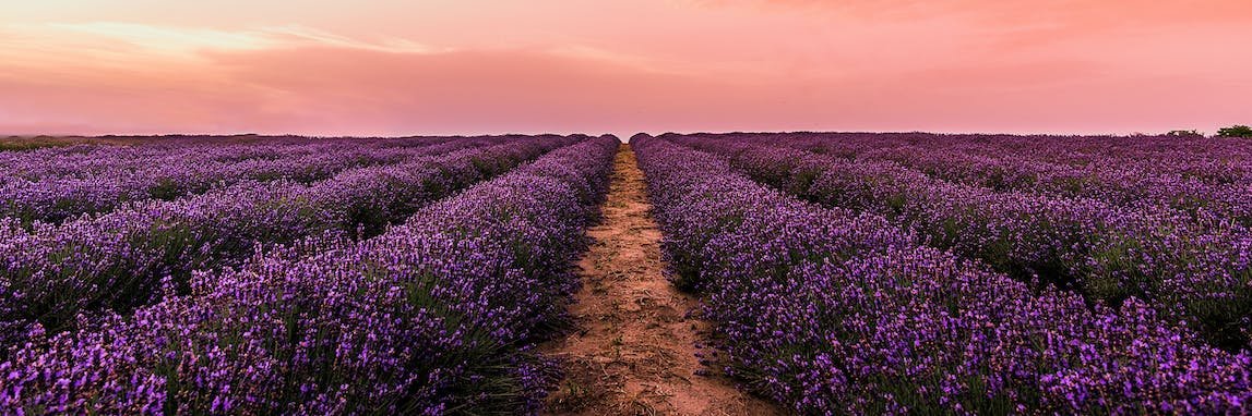 thanhsarah88's profile banner image