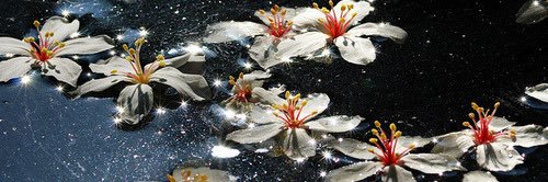 perla_maciel's profile banner image