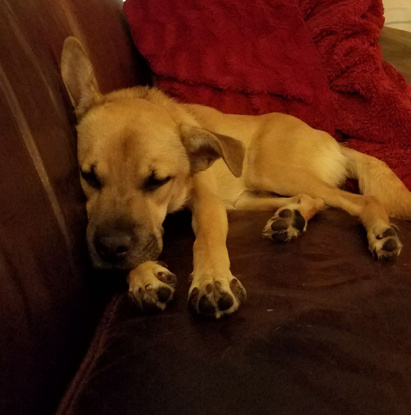 Elizabeth Puyear Tayloe banner