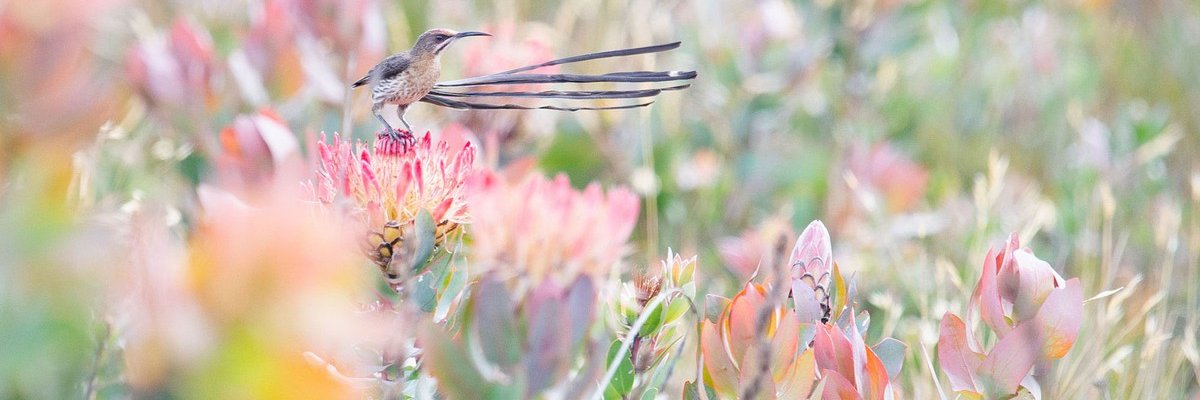 Graeme de Bruyn banner