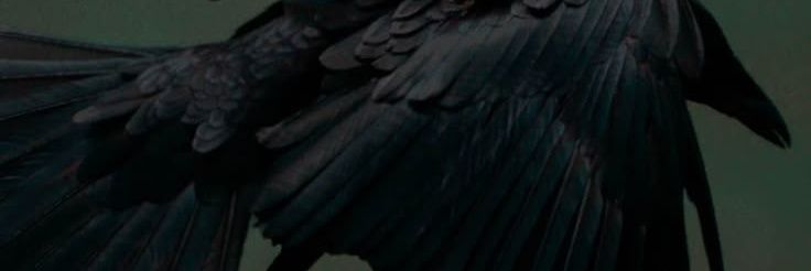 LizzyLoses's profile banner image