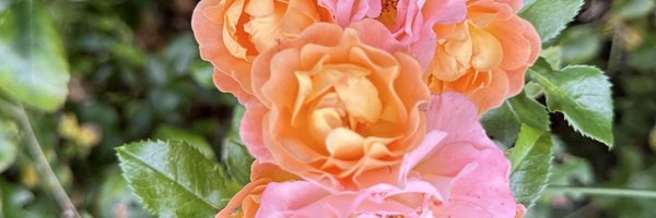 Inbahema26 Profile Banner