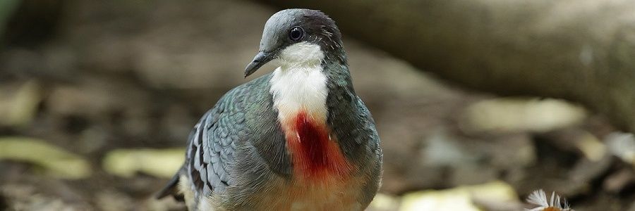 PipicoDoRio's profile banner image