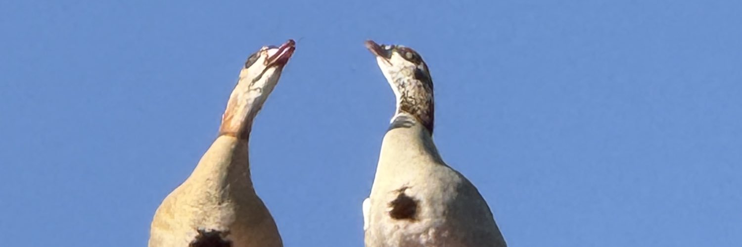 Reuben Goldberg banner