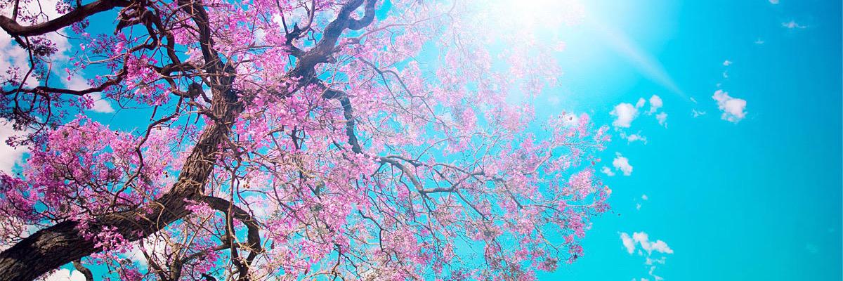 aarlenaa's profile banner image