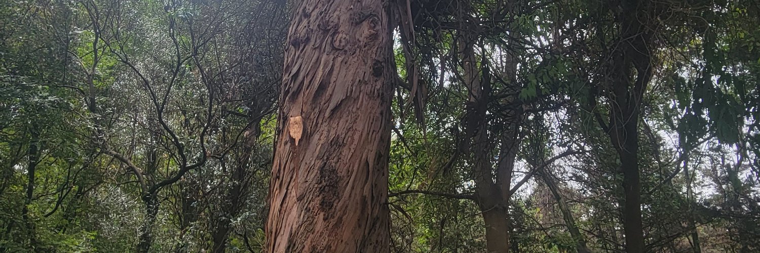Nadfhu97's profile banner image