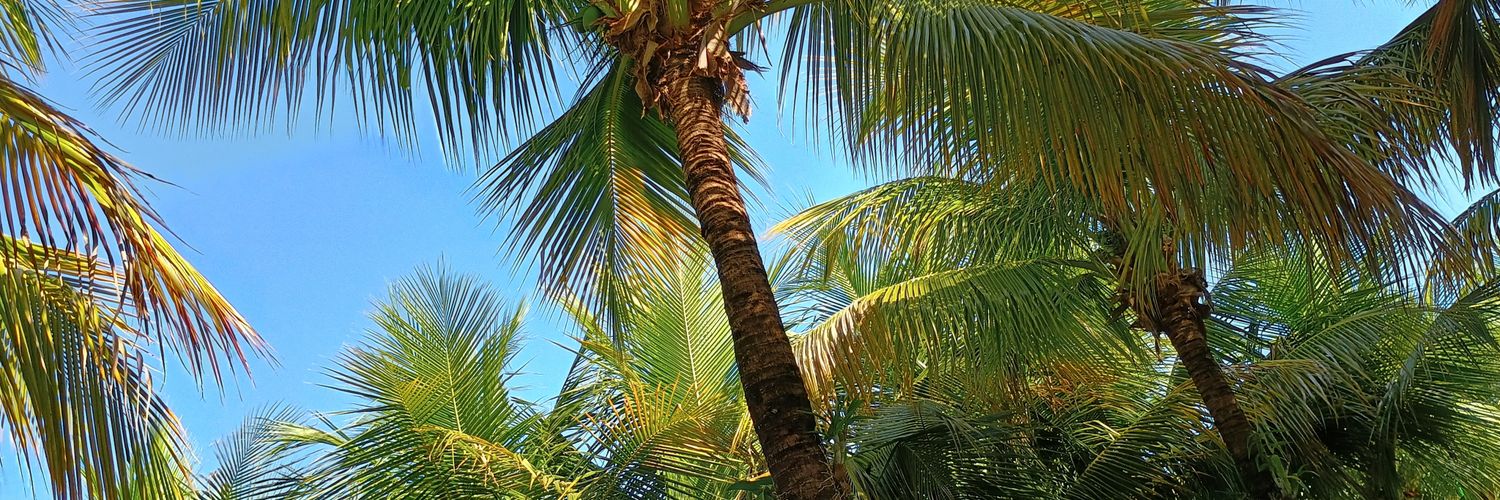 ScalonMauro's profile banner image