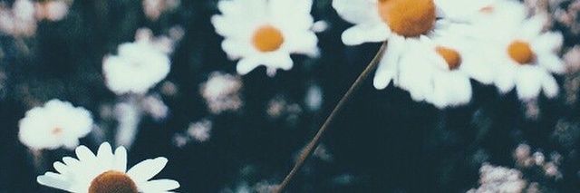 rochanhia's profile banner image