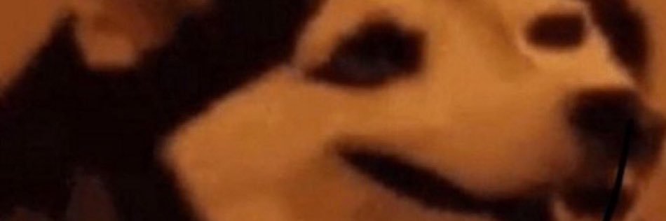 steveobieber's profile banner image