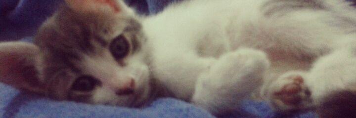 MicaValea's profile banner image