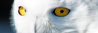 pganns's profile banner image