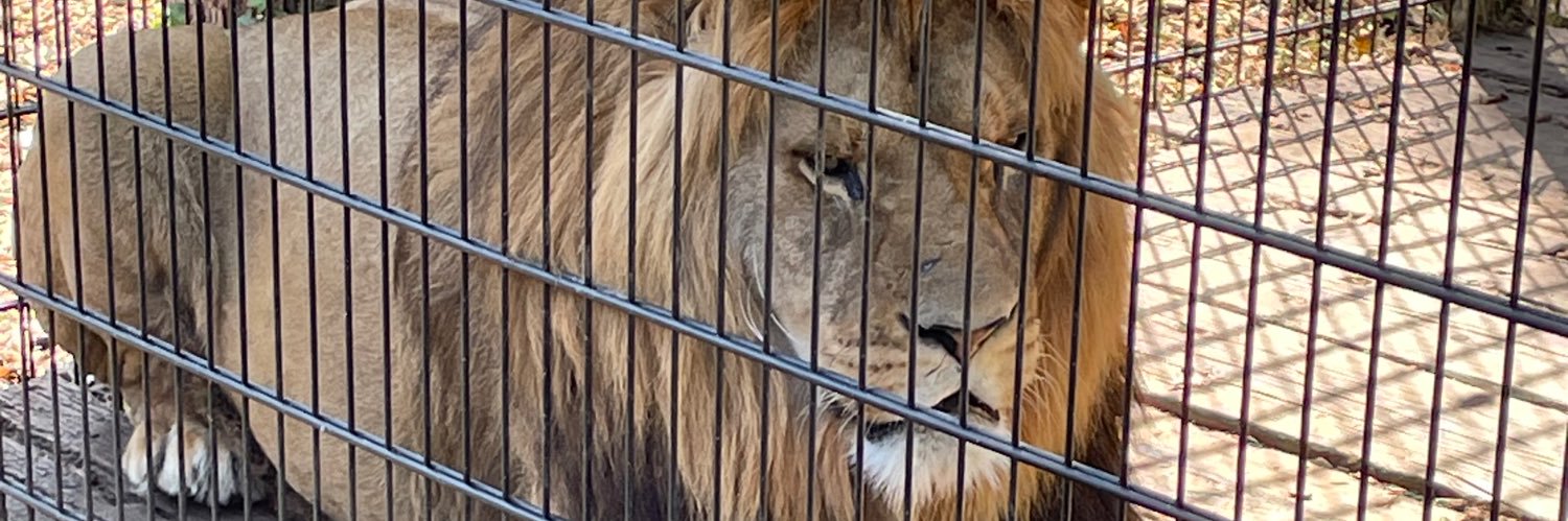 Tag Along Holly banner