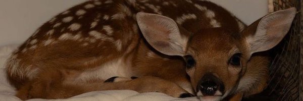 whimsybeare Profile Banner