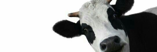 _minimoomoo's profile banner image