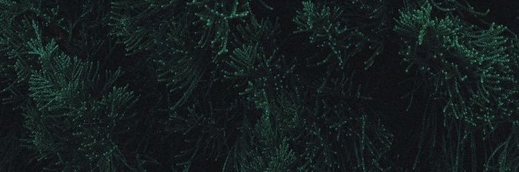 caraleecc's profile banner image