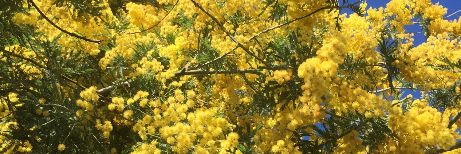 Charlotte Buchen Khadra banner