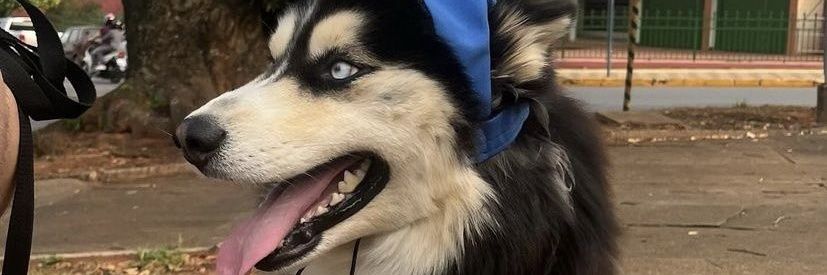 StarrnotLucifer banner