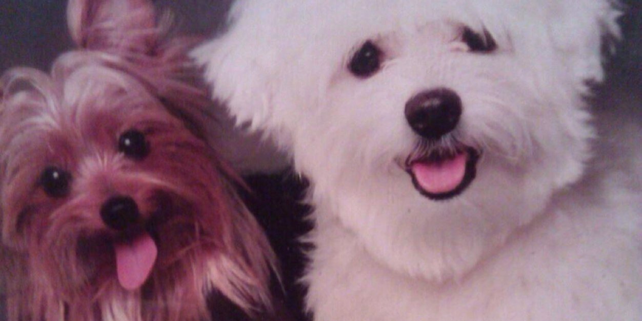 Samson & Fursibz banner