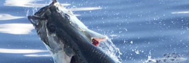 backbayxtremes's profile banner image
