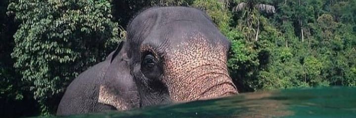 XimeMRP's profile banner image