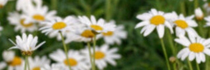 rochyog's profile banner image