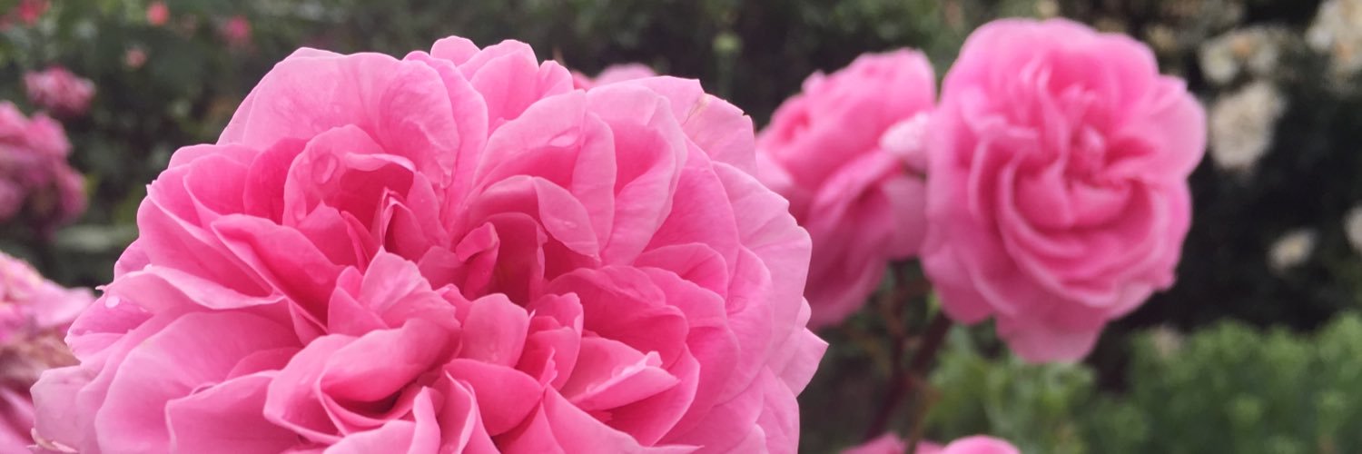 kellydunlop's profile banner image