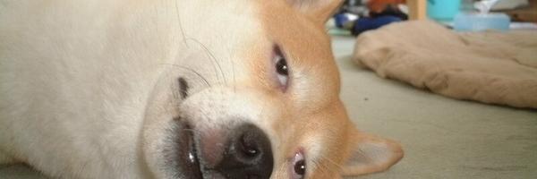 dylimaniveze's profile banner image