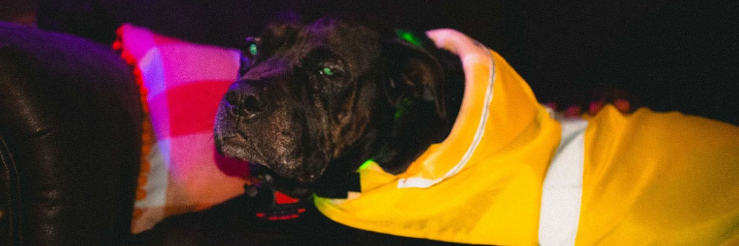anaveragekat's profile banner image