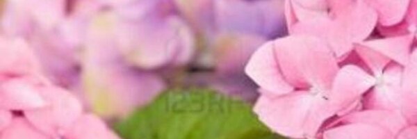 MichaelaHays Profile Banner