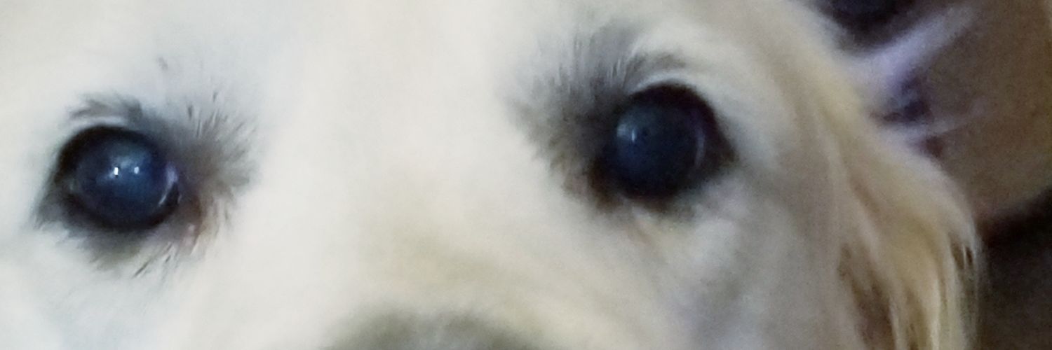 MelissaInExile's profile banner image