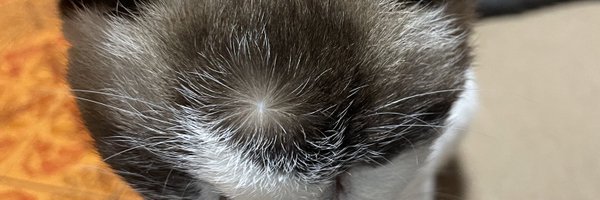 nyauchacha Profile Banner