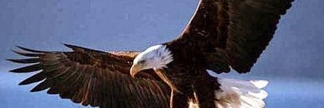 ALEXANDER ANDRADE🦅🦅 banner