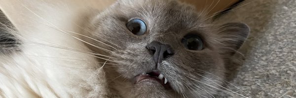 skafazz Profile Banner