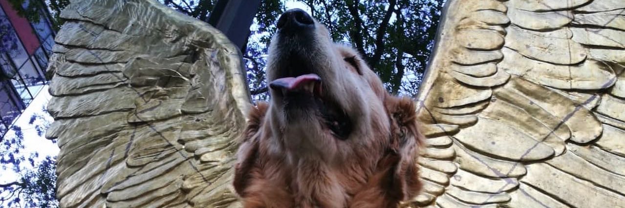 Squickent's profile banner image