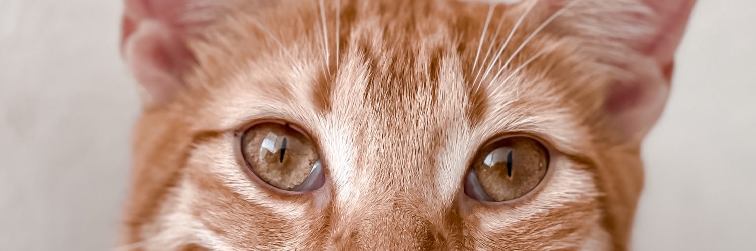 andreah_____'s profile banner image