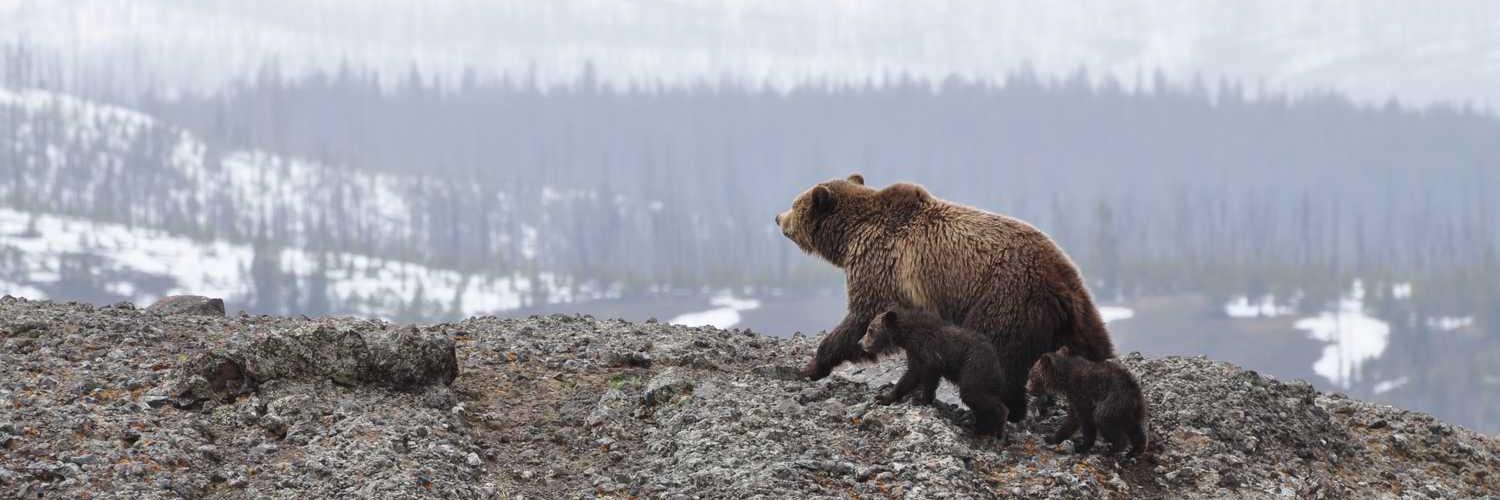 one direction❤️ Memecoin banner